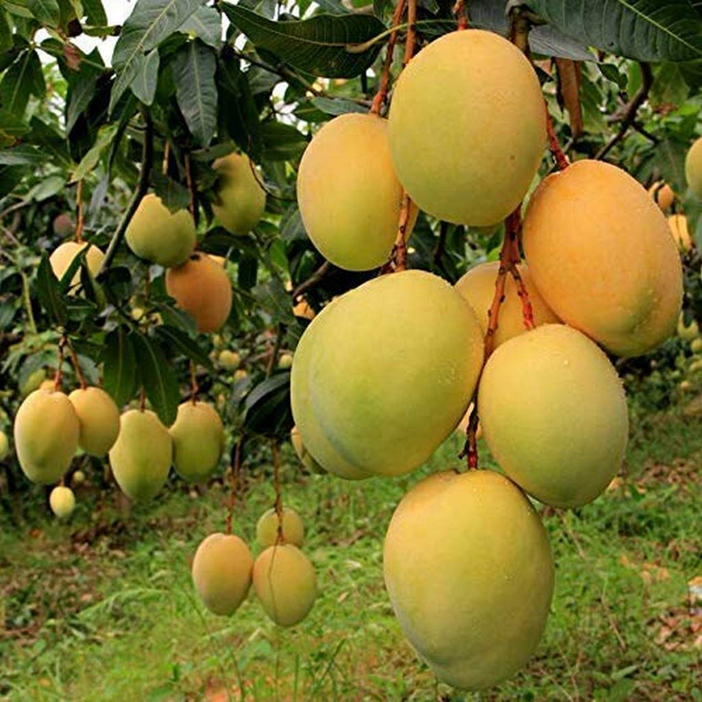 Alphonso Mango